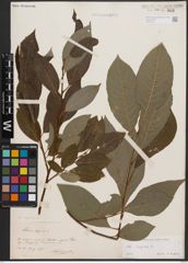 Foto von Salix caprea L.